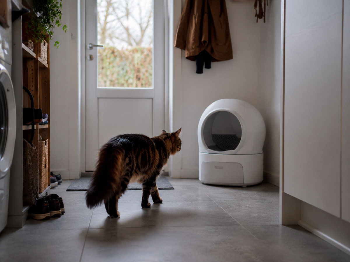 Automatisk kattebakke i en lys bolig